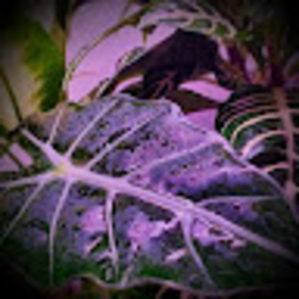 Meet your Posher, Aira